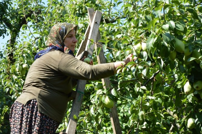 (Özel) Armut ihtiyacının yüzde 60'ını bu bölgeden karşılanıyor