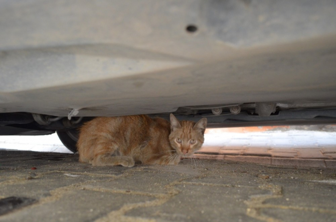 Yaralı kedi için bu notu bıraktı