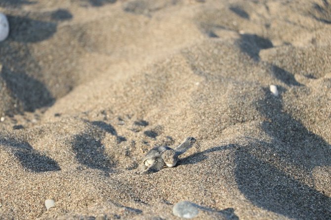 Mersin sahillerinde 40 binin üzerinde yavru kaplumbağa denizle buluştu