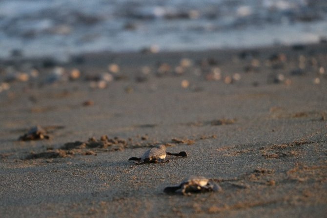 Mersin sahillerinde 40 binin üzerinde yavru kaplumbağa denizle buluştu