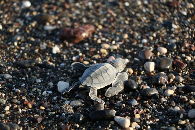 Mersin sahillerinde 40 binin üzerinde yavru kaplumbağa denizle buluştu