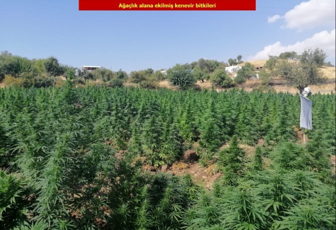 Diyarbakır'da Terör örgütü PKK’nın finans kaynağına darbe: 1 ton esrar, 6 milyon 718 bin kenevir ele geçirildi