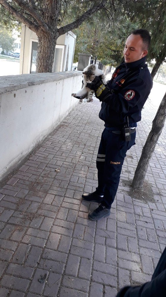 Çivril'de Ağaçta mahsur kalan kediyi itfaiye kurtardı