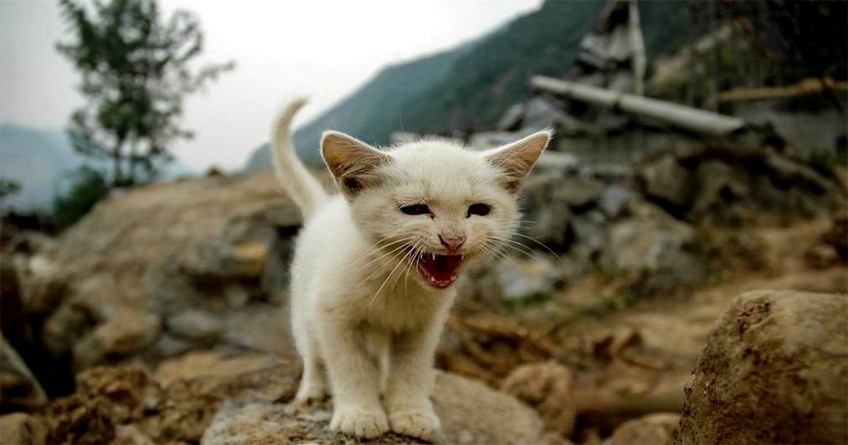 Hayvanlar depremi önceden hisseder mi? Nasıl hisseder?