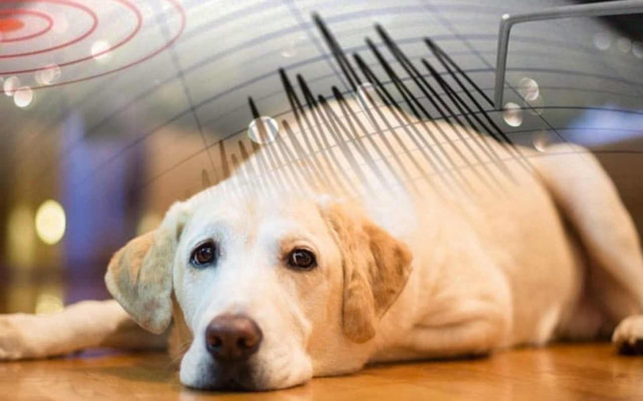 Hayvanlar depremi önceden hisseder mi? Nasıl hisseder?