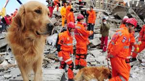 Deprem çantasında neler olmalı? Deprem çantası nasıl hazırlanmalı