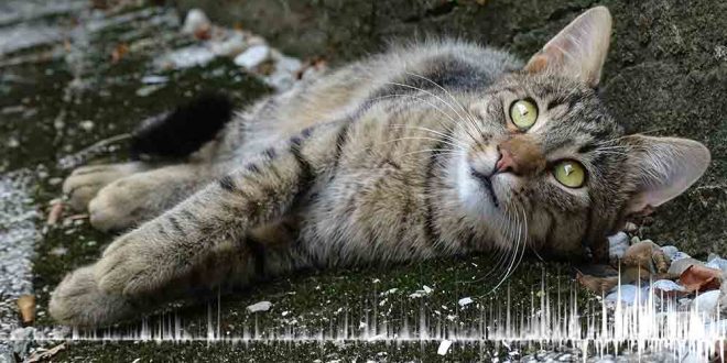 Hayvanlar depremi önceden hisseder mi? Nasıl hisseder?