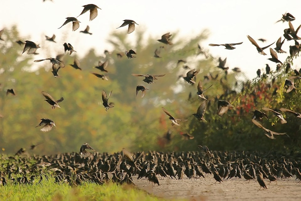 Hayvanlar depremi önceden hisseder mi? Nasıl hisseder?