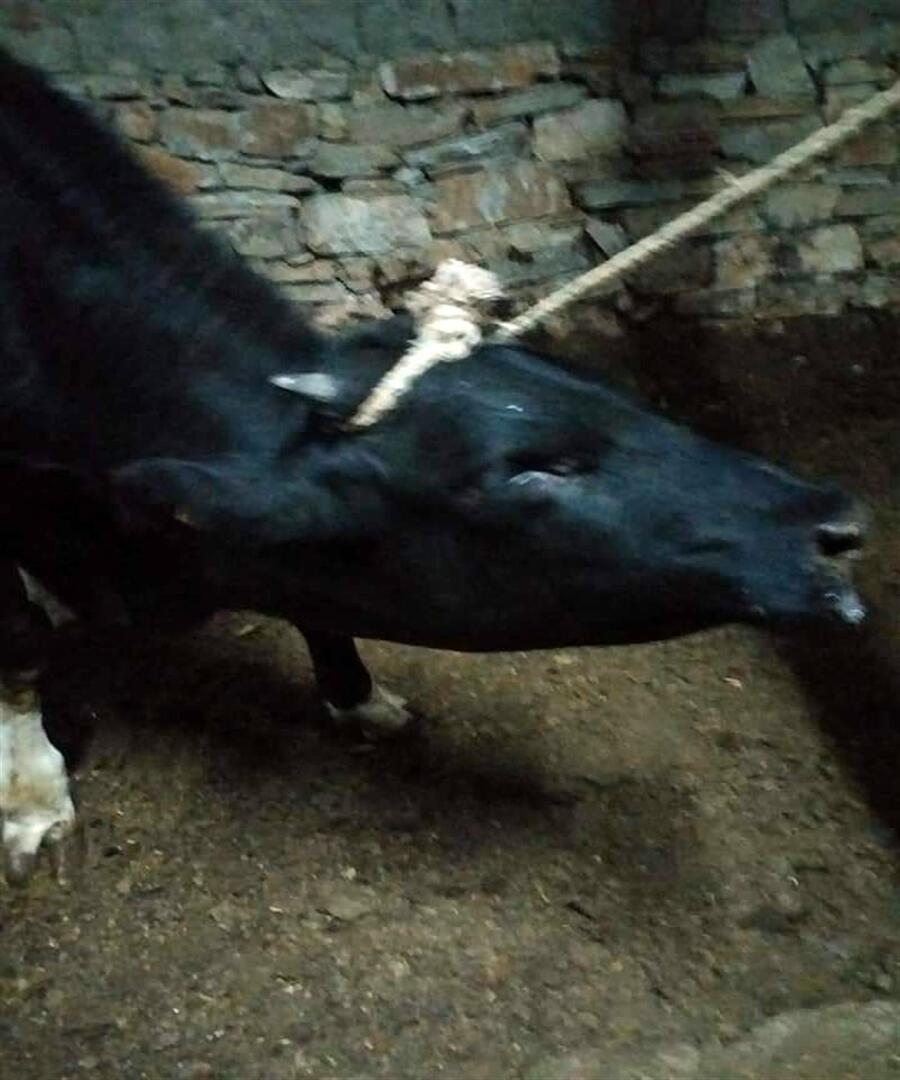 Uyarı yapıldı! Karantinaya alındı ve giriş çıkışlar yasaklandı