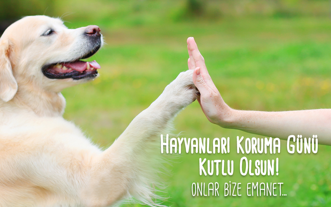 4 Ekim Hayvanları Koruma Günü ile ilgili sözler | 4 Ekim Hayvanları Koruma Günü nedir? | World Animal Day | Hayvanları Koruma Günü