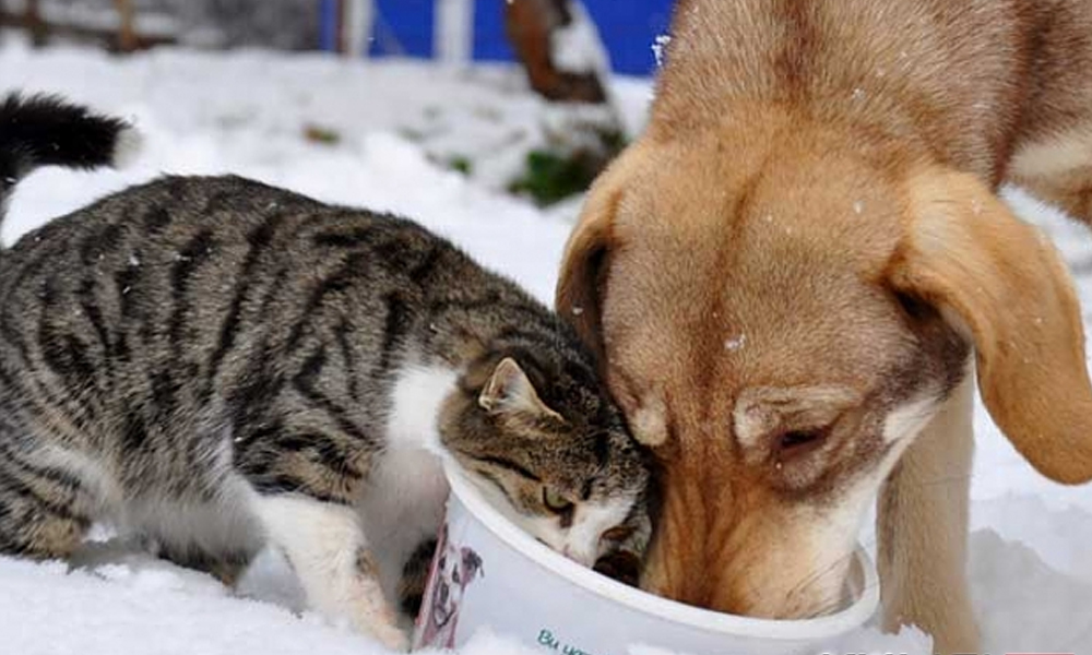 4 Ekim Hayvanları Koruma Günü ile ilgili sözler | 4 Ekim Hayvanları Koruma Günü nedir? | World Animal Day | Hayvanları Koruma Günü