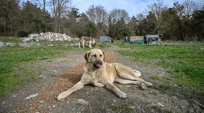 4 Ekim Hayvanları Koruma Günü ile ilgili sözler | 4 Ekim Hayvanları Koruma Günü nedir? | World Animal Day | Hayvanları Koruma Günü