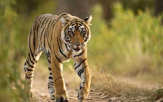 Ayıları öldürüp cinsel organlarını yiyen adamı açıklaması pes dedirtti 