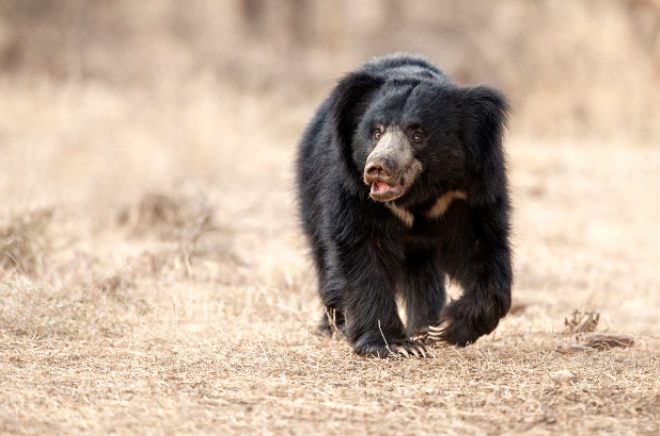 Ayıları öldürüp cinsel organlarını yiyen adamı açıklaması pes dedirtti 