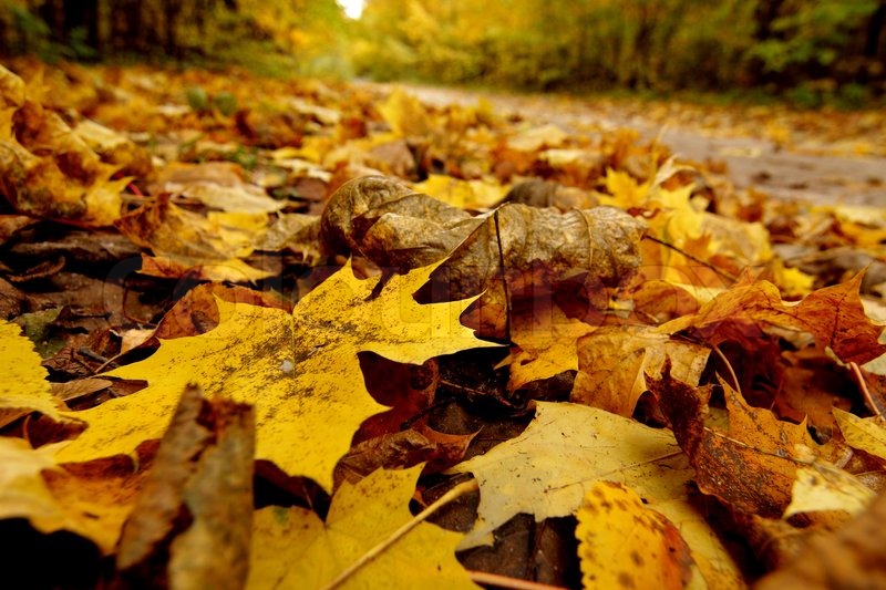 Kasım ayı en güzel ,en anlamlı sözleri nelerdir? Paylaşmak için Kasım sözleri