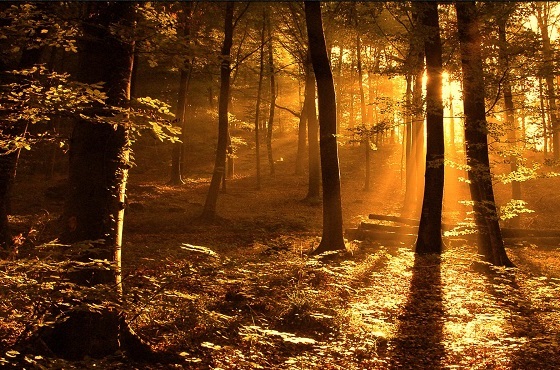 Kasım ayı en güzel ,en anlamlı sözleri nelerdir? Paylaşmak için Kasım sözleri