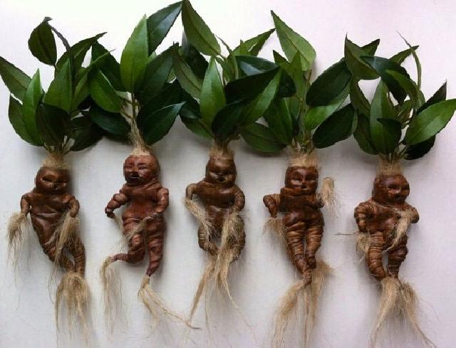 Adamotu bitkisi nedir? Adamotu kökü zehirli mi? Adamotu ıspanak nasıl anlaşılır?