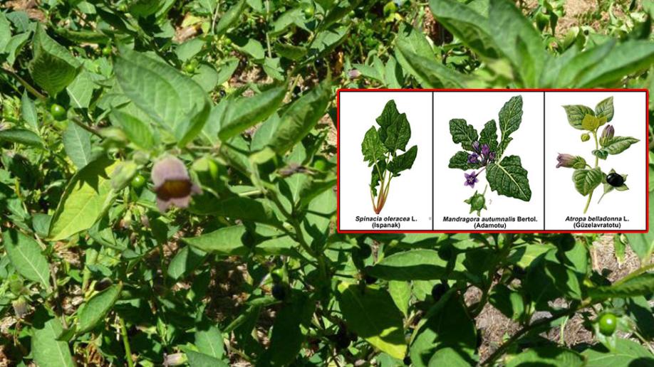 Güzel avrat otu nedir? Güzel avrat otu zararları nedir? | Güzel avrat otu ıspanak 