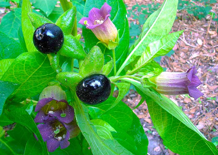 Güzel avrat otu nedir? Güzel avrat otu zararları nedir? | Güzel avrat otu ıspanak 