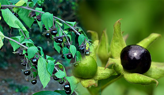 Güzel avrat otu nedir? Güzel avrat otu zararları nedir? | Güzel avrat otu ıspanak 