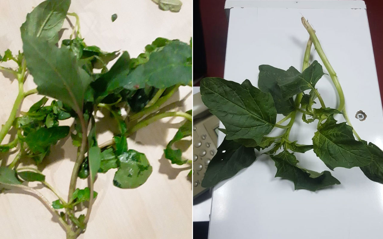 Ispanak zehirlenmelerinin ardındaki zehirli otun fotoğrafı ortaya çıktı!