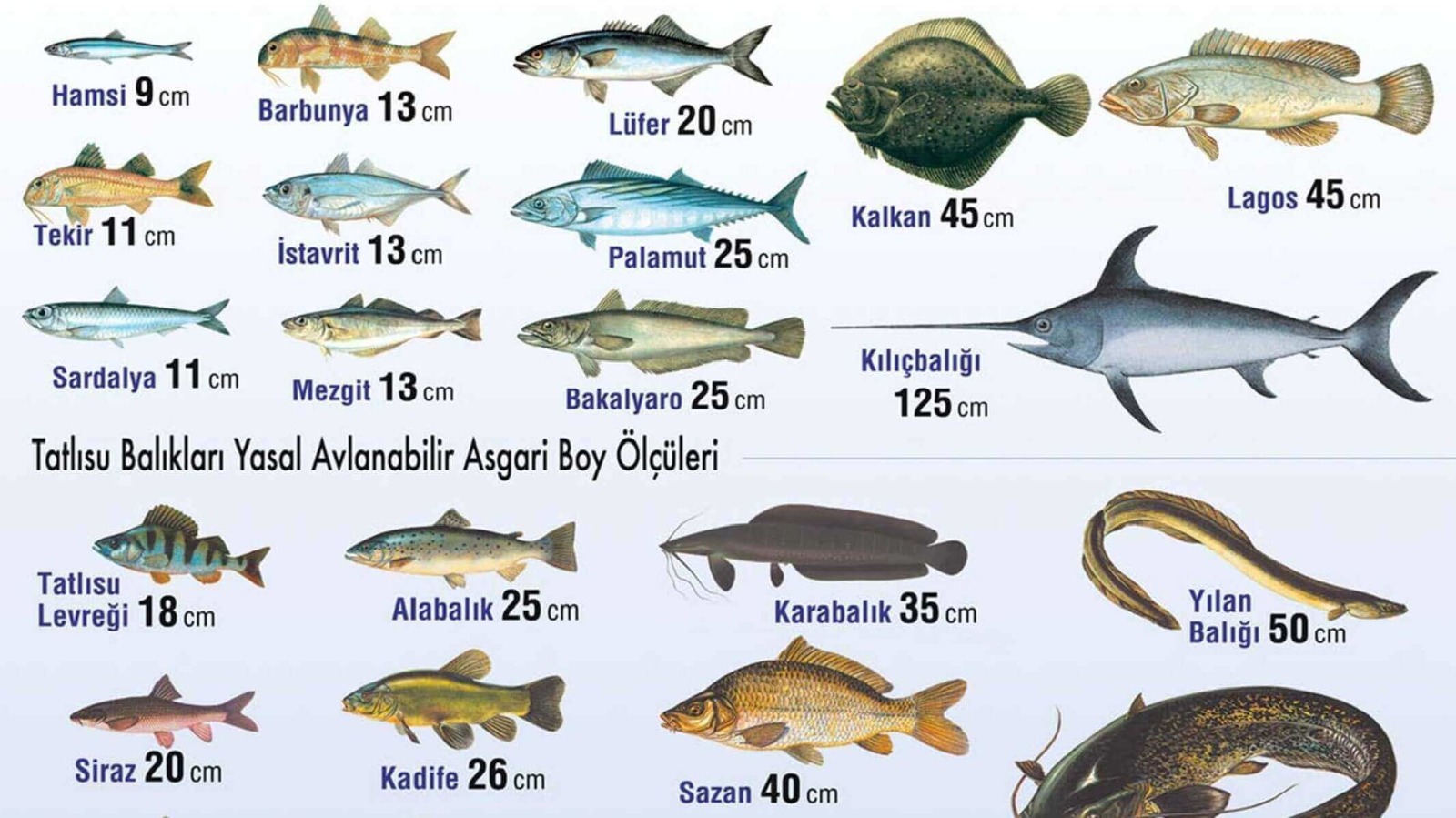 Pendik balık denetimine hız kesmeden devam ediyor