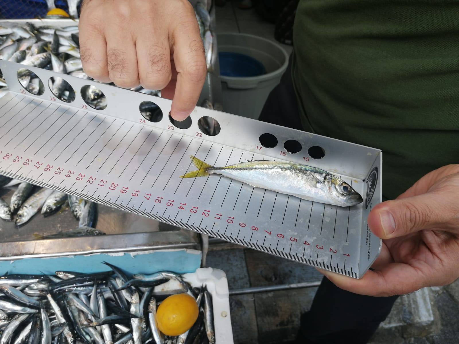 Pendik balık denetimine hız kesmeden devam ediyor