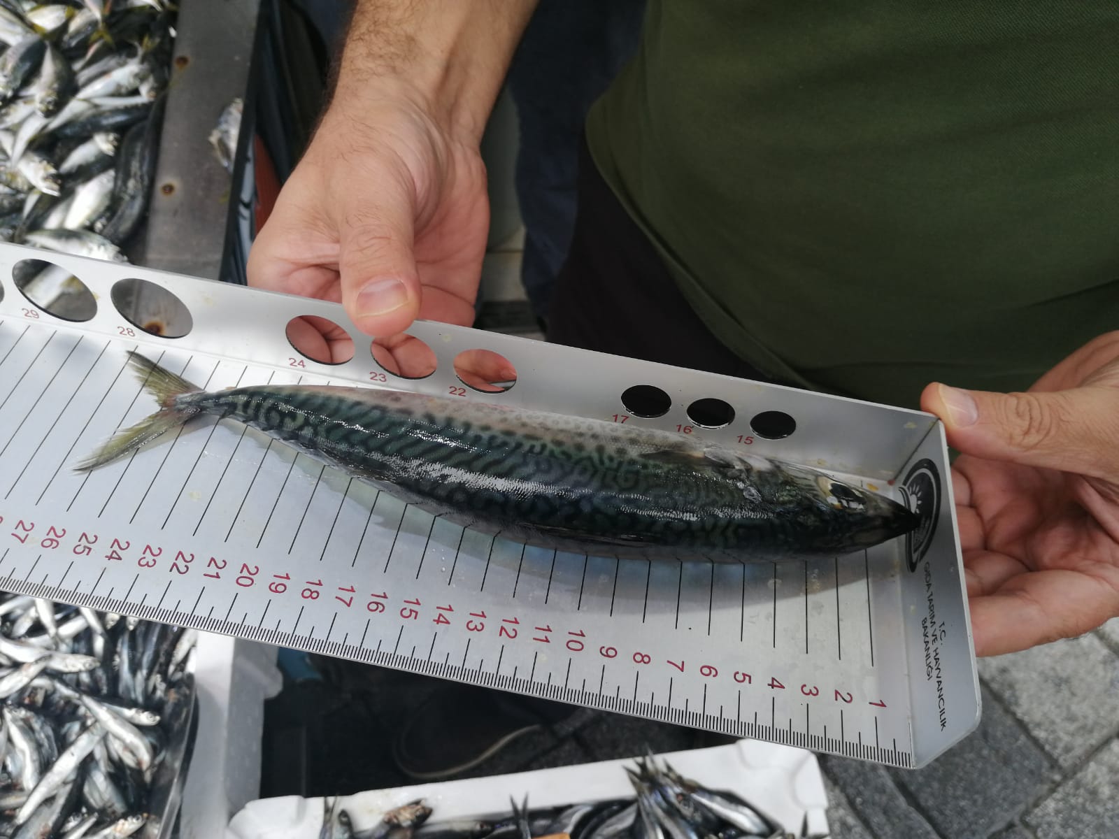 Pendik balık denetimine hız kesmeden devam ediyor