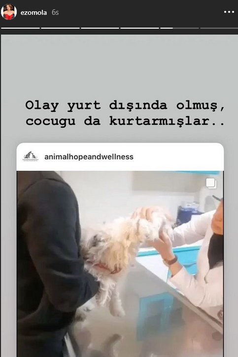 Ezgi Mola köpeğe şiddet uygulayan kadına öfke kustu! 