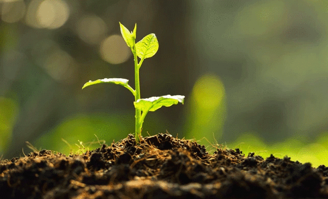 Cumhurbaşkanı Erdoğan tüm vatandaşlara fidan dikme çağrısında bulundu