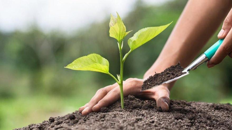 Cumhurbaşkanı Erdoğan tüm vatandaşlara fidan dikme çağrısında bulundu