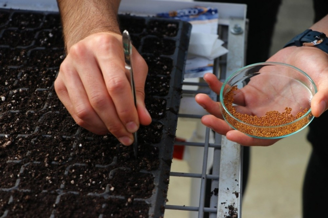 Cımbızla 8 bin süs bitkisi tohumu toprakla buluşturuldu