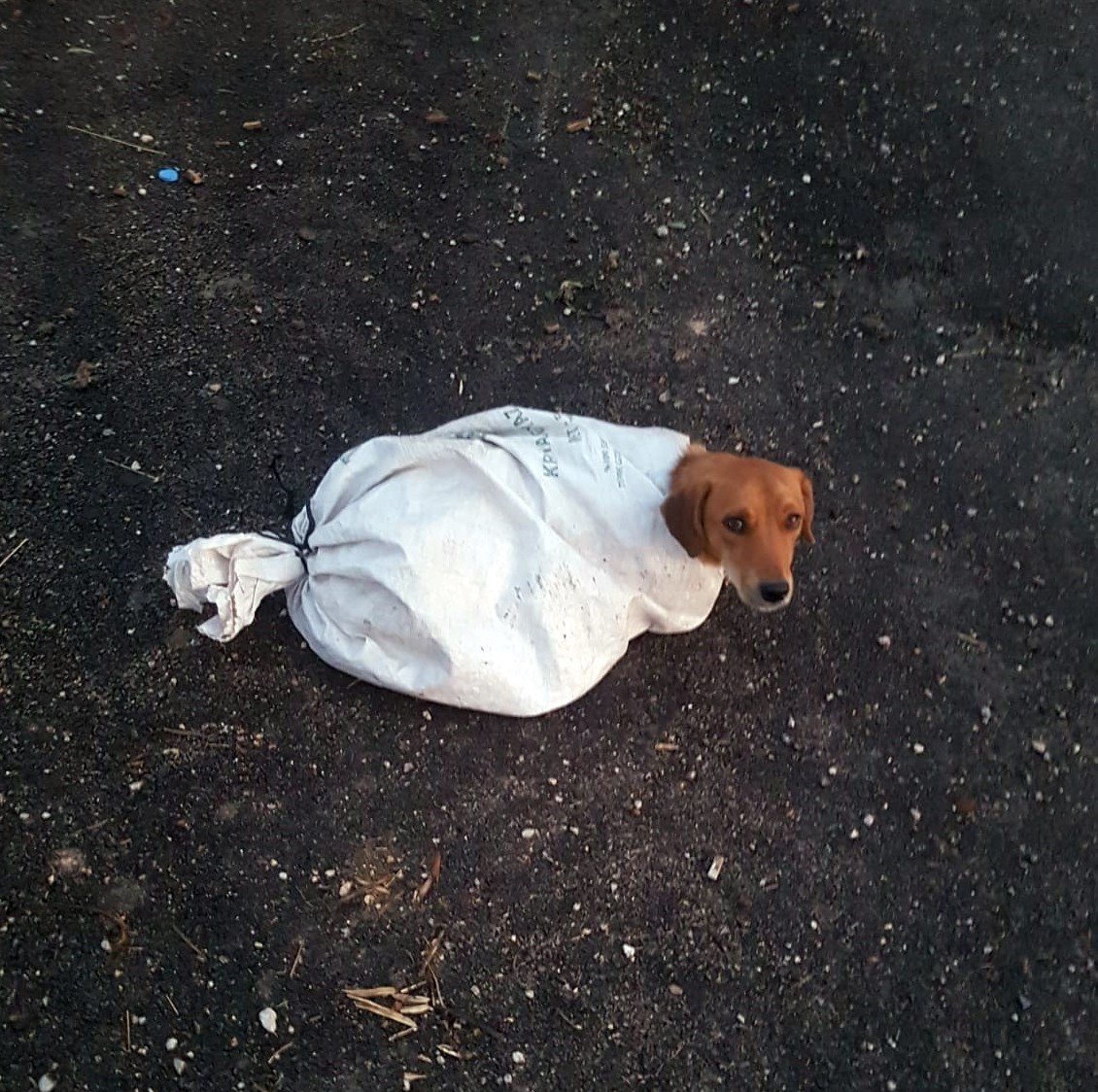 Vicdansızlar! Hamile köpeği çuvala koyup yol kenarına terk ettiler