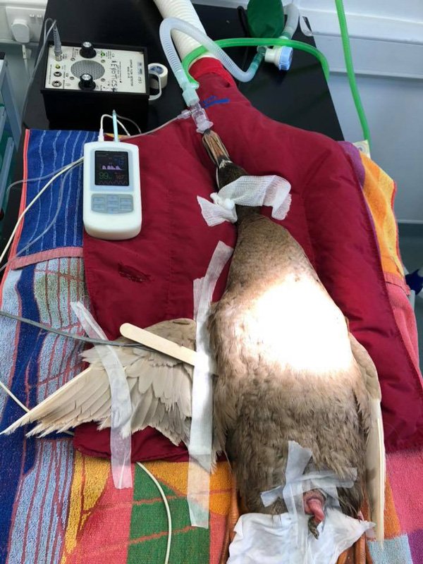 O kadar çok cinsel ilişkiye girdi ki! Cinsel organı kesildi