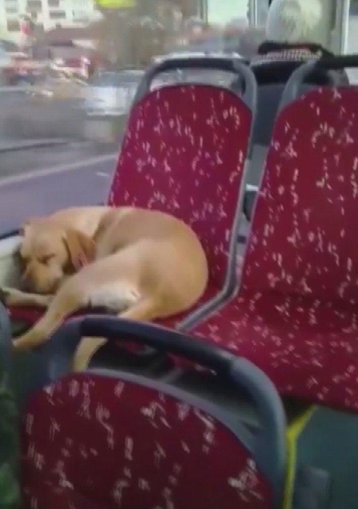 Kalpler erisin... Otobüs şoförü üşümesin diye köpeği yanına aldı, koltukta uyuyakaldı