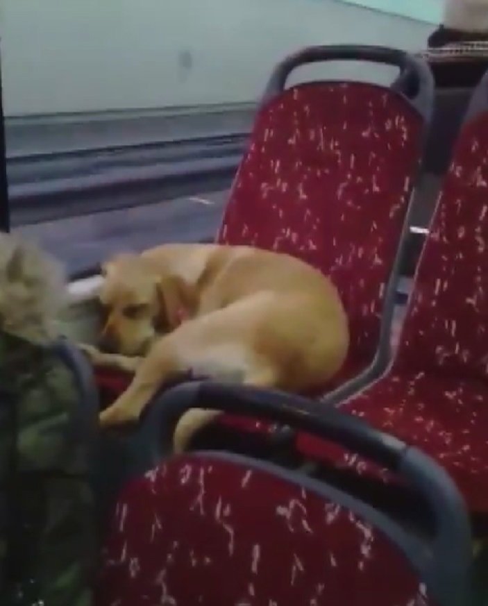 Kalpler erisin... Otobüs şoförü üşümesin diye köpeği yanına aldı, koltukta uyuyakaldı