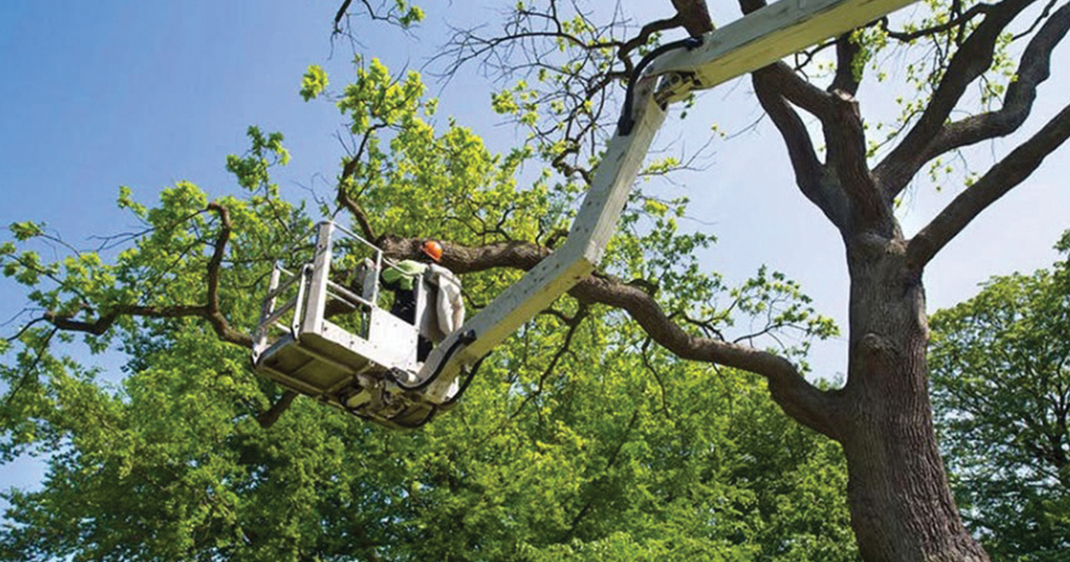 Üsküdar Belediyesi park ve bahçe çalışmalarına özveriyle devam ediyor