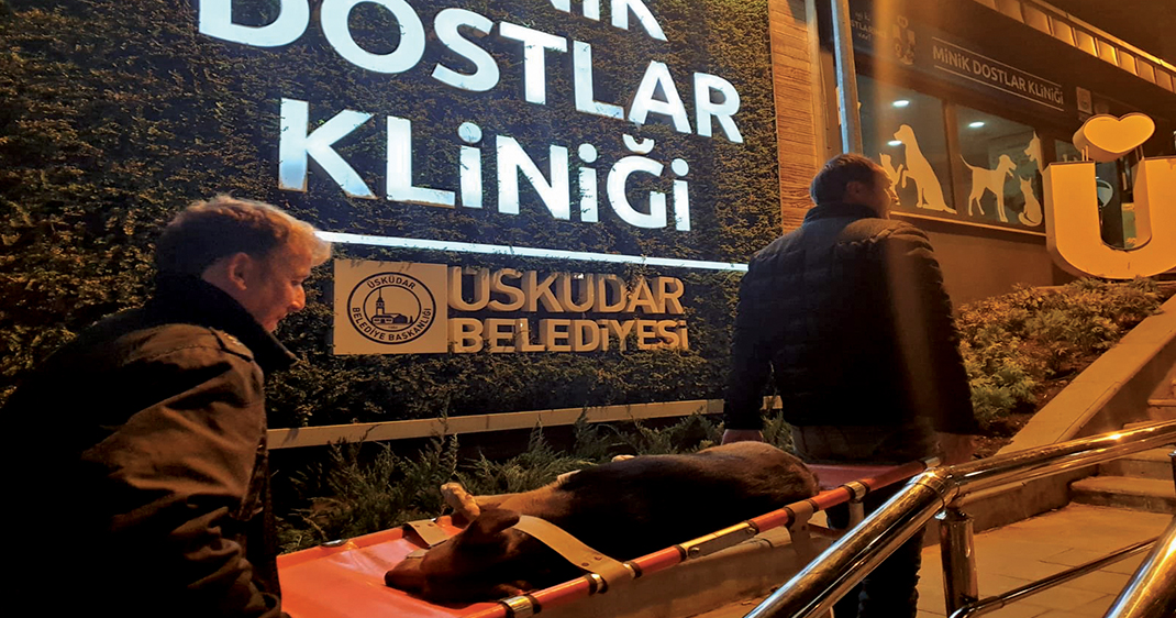 Üsküdar minik dostlarına yardım eli uzatmaya devam ediyor