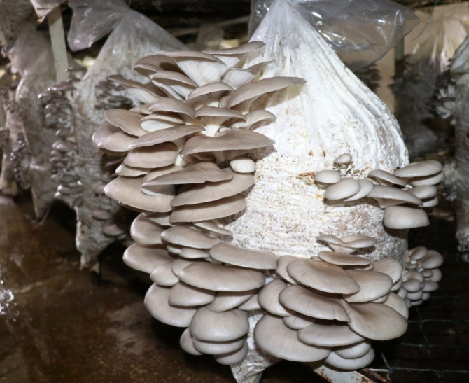 Vanlı girişimci ilk mantar hasadını yaptı