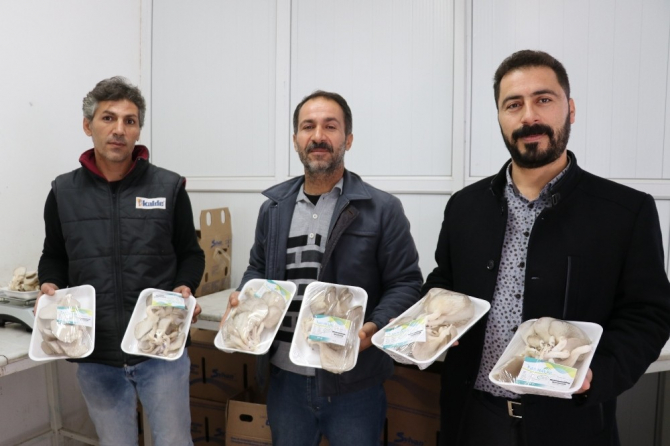 Vanlı girişimci ilk mantar hasadını yaptı