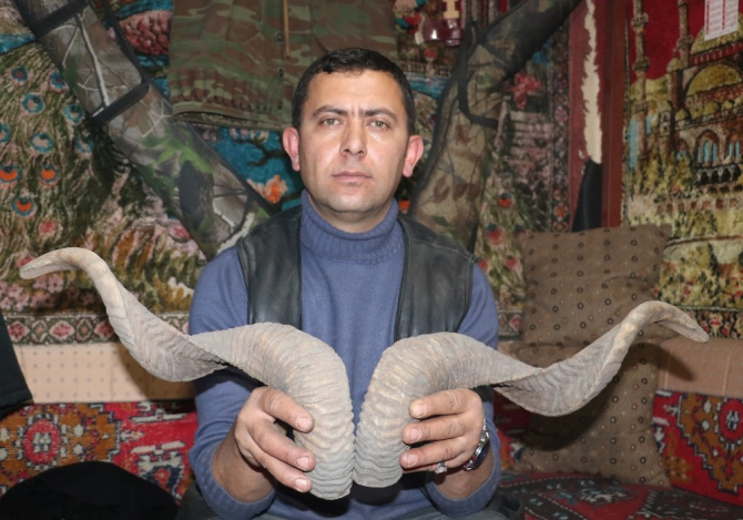 Kasaplardan toplanan boynuzlar, bıçak sapına dönüşüyor