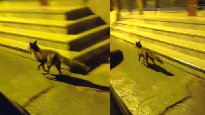 Aç kalan tilki şehre indi! Görenler şaşırdı kaldı