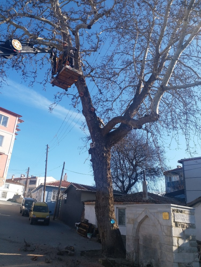 Tekirdağ’da anıt ağaçlara bakım