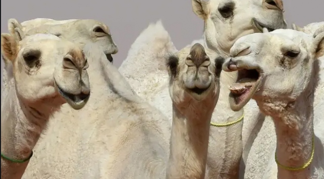 Avustralya deve katliamı olacak! Şimdi atlar da dahil edildi!