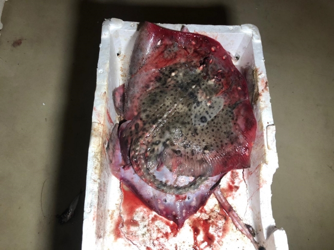 İstanbul'da balıkçılara denetim: 53 ton balığa el konuldu