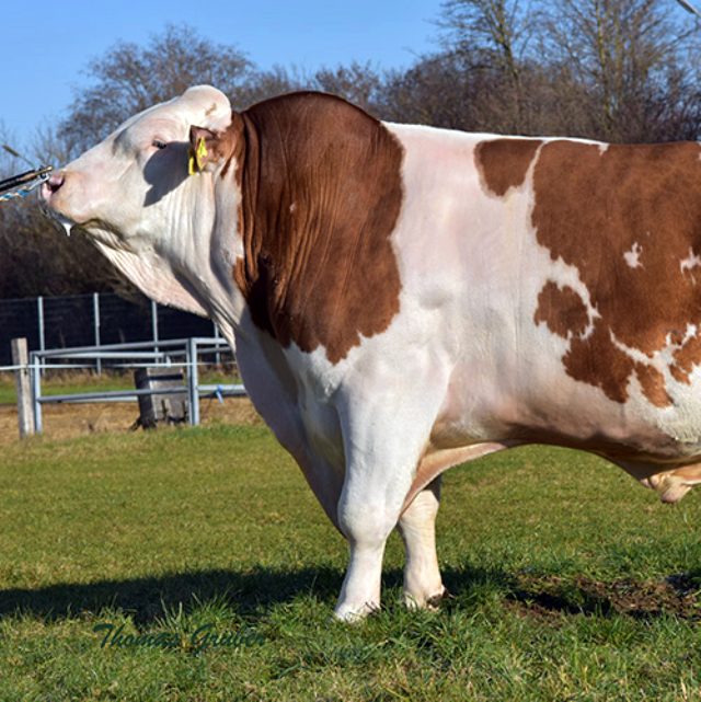 İktidarsızlık sorunu için ilaç alan adam hastaneye kaldırıldı! 3 gündür ereksiyon geçmiyor