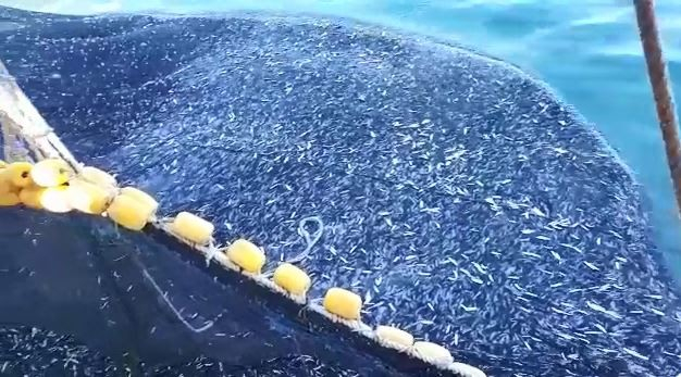 Büyük teknenin hamsiyle dolup taştığı anlar kamerada: Tam 3 bin kasa