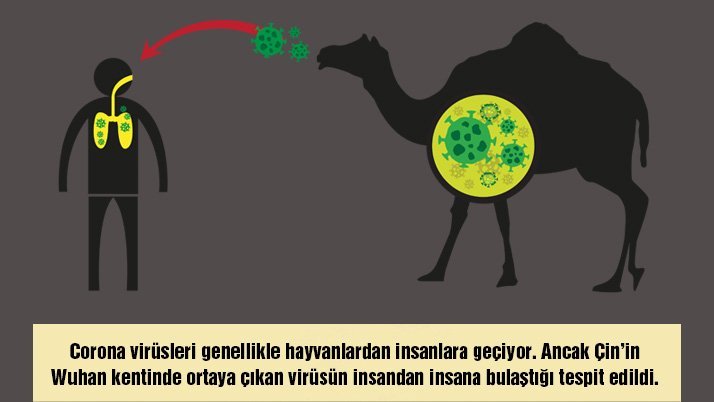 Corona virüsü için yarasa iddiası!