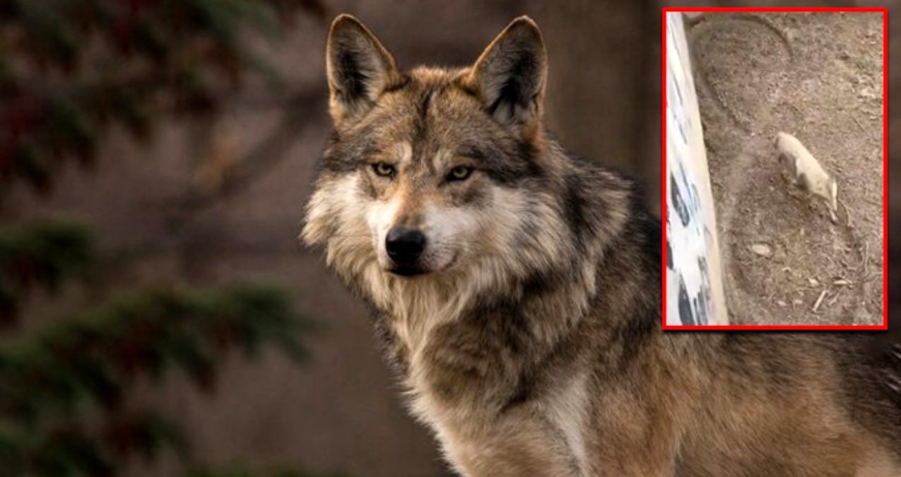 Hayvanat bahçesindeki kurt, yere farklı şekiller çiziyor! Tepki yağıyor