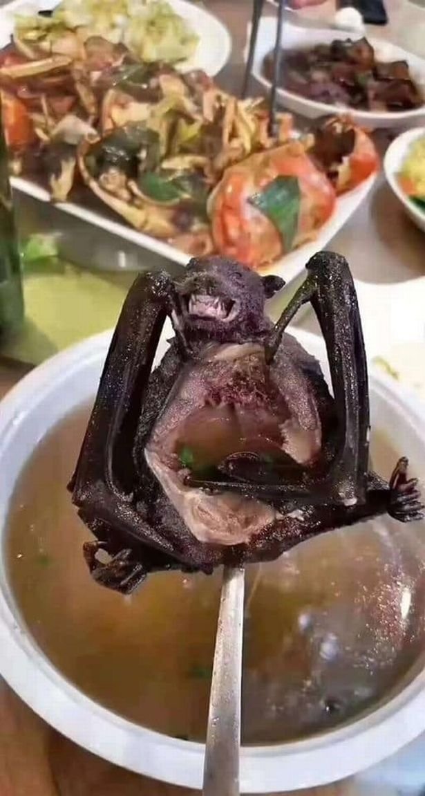 Corona virüsü için yarasa iddiası!